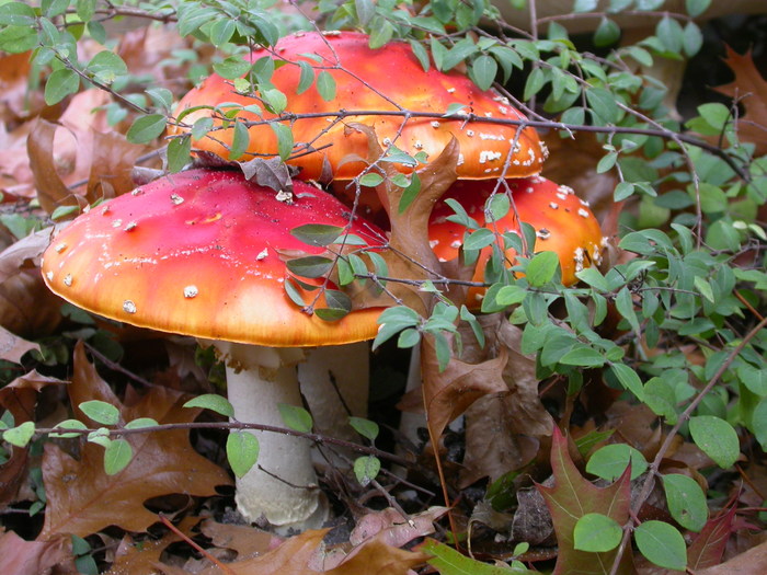 A. muscaria