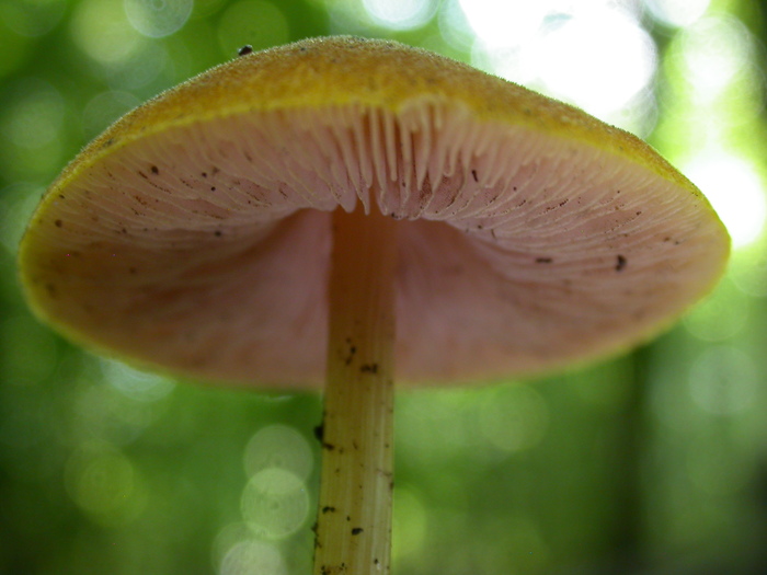 pink gills