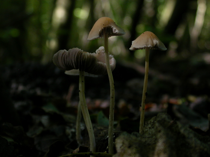 mycena group