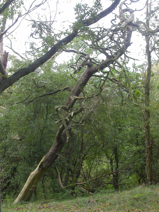 twisted trees