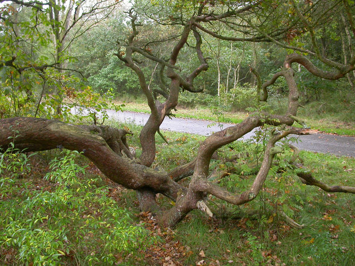 twisted trees