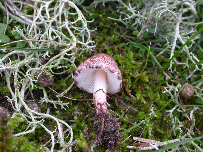 small lepiota