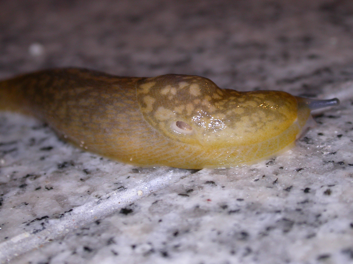 european slug