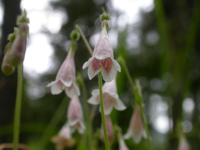 twinflower