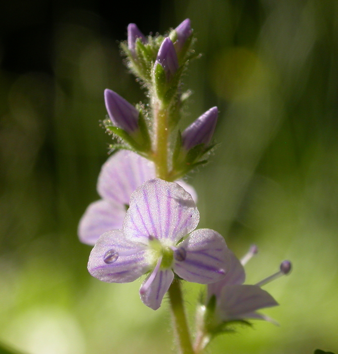 speedwell