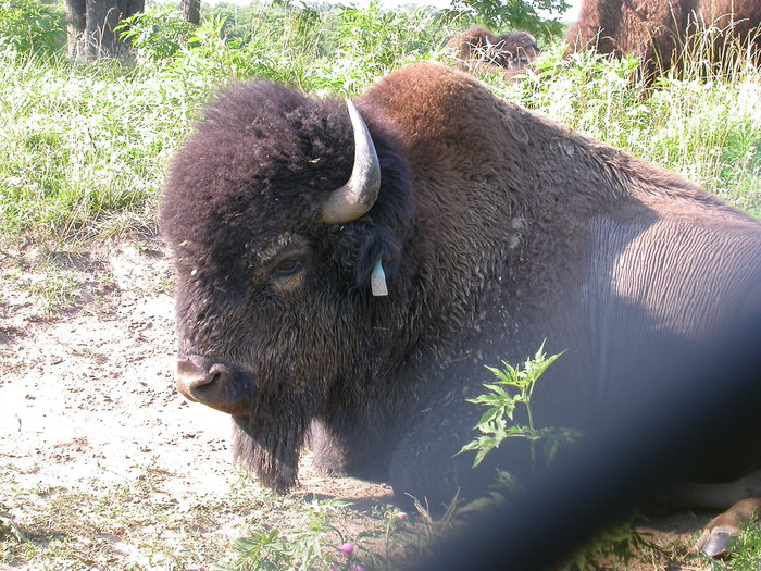 bison