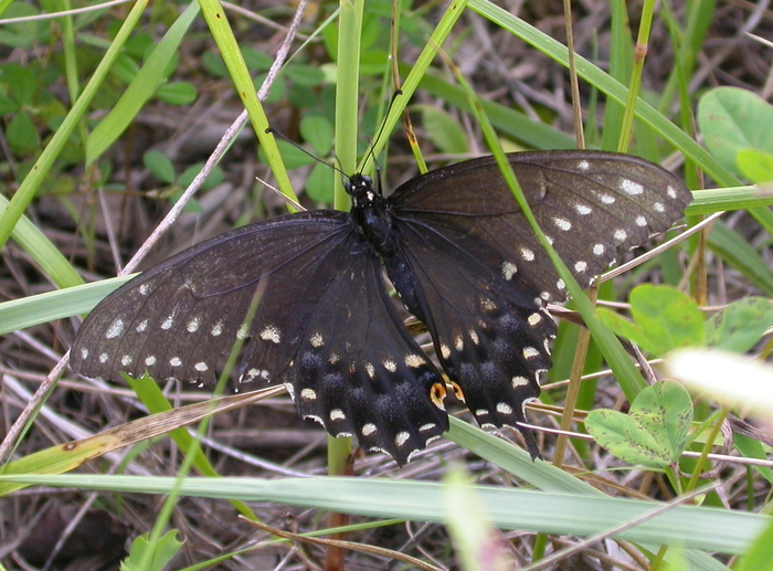 black swallowtail