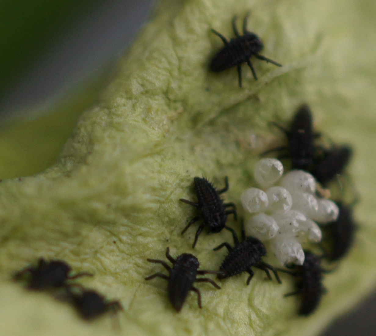 newly hatched ladies