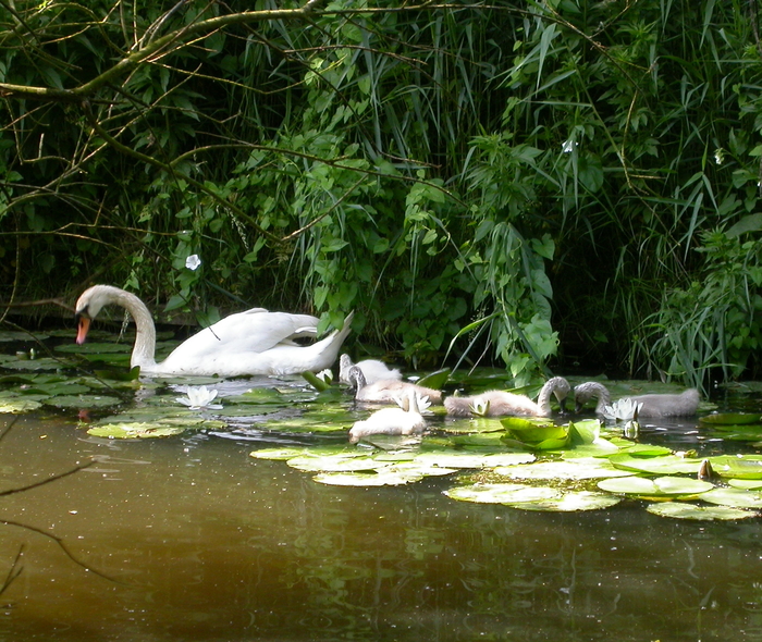 ugly ducklings