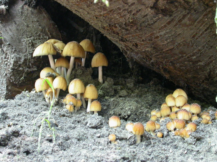 coprinus