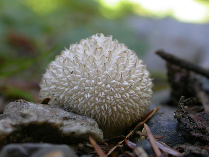 mushroom photo