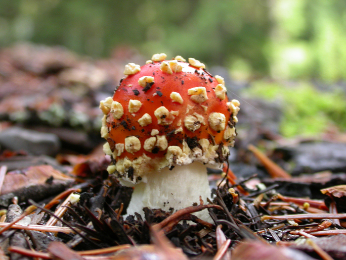 mushroom photo