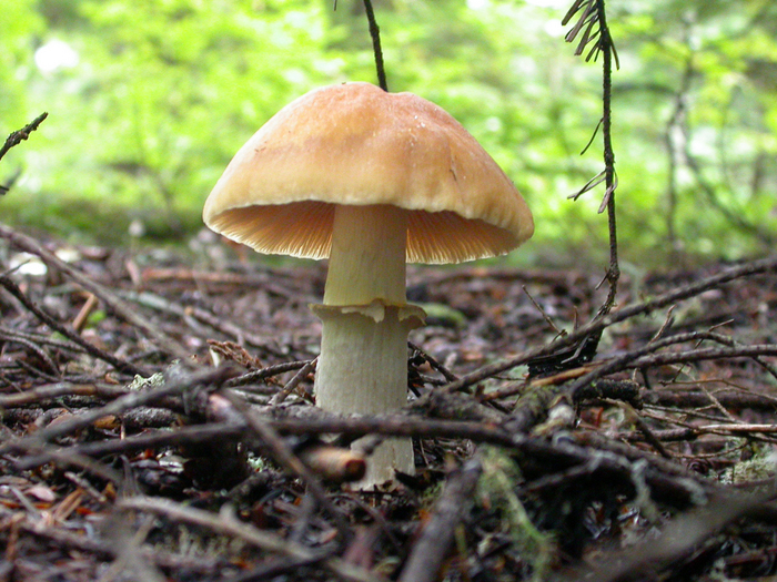 mushroom photo