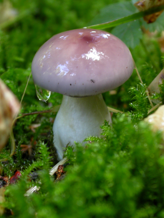 mushroom photo