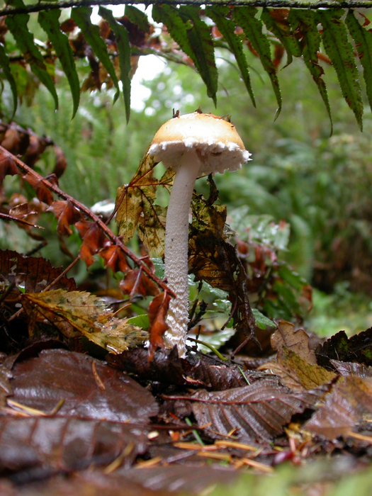 mushroom photo