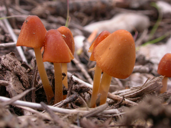 mushroom photo