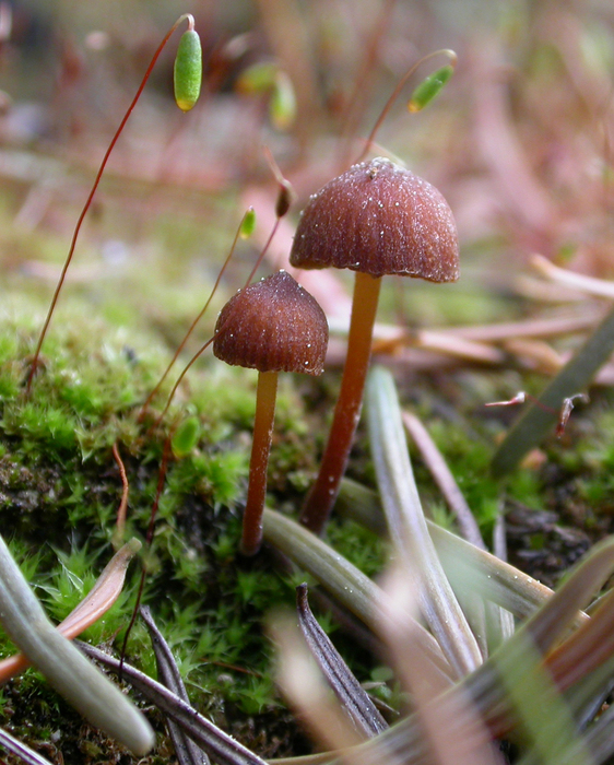 mushroom photo