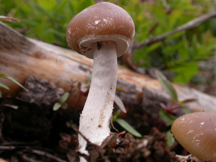 mushroom photo