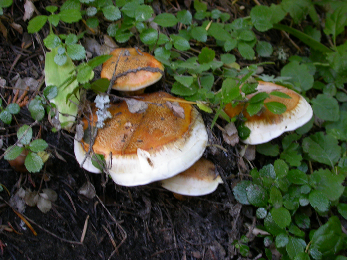 mushroom photo