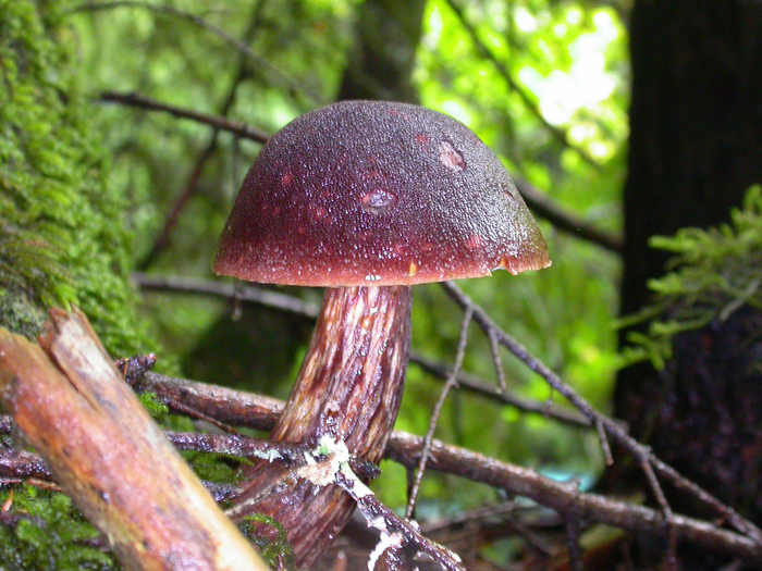 mushroom photo