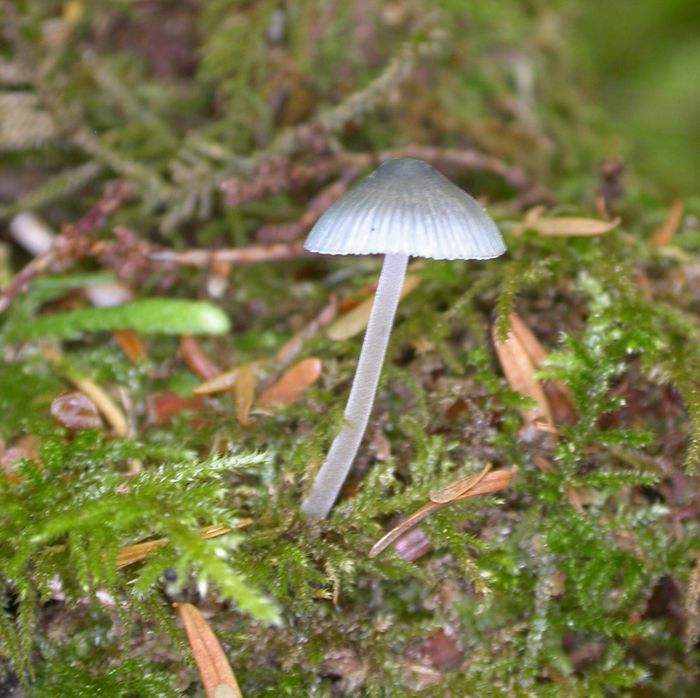 mushroom photo