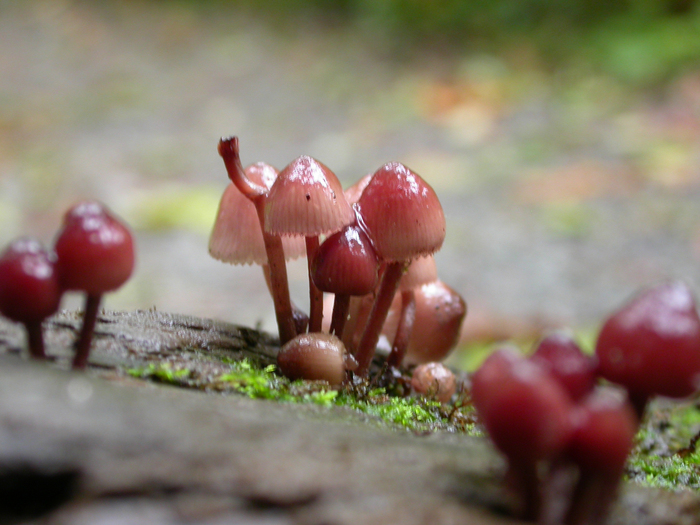 mushroom photo