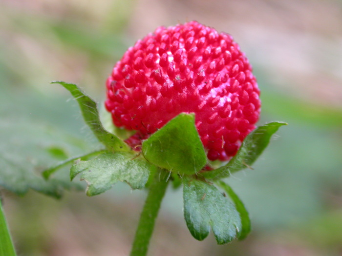 wild strawberry