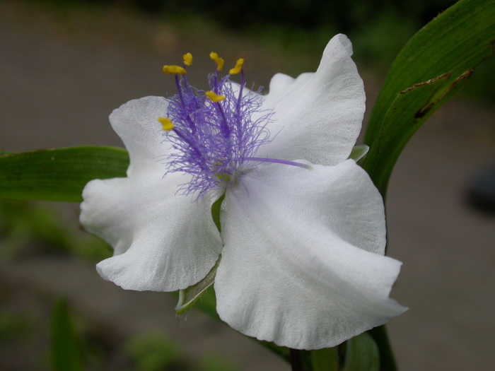 white purple stamen