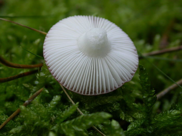 Russula sp