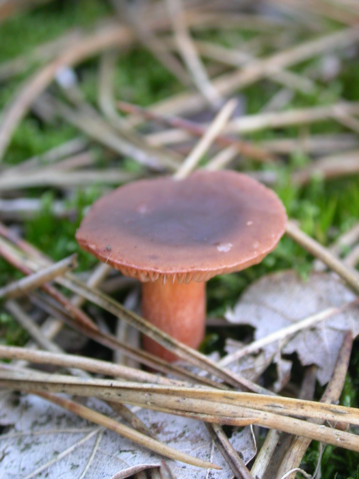 Lactarius