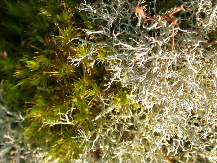 macrolichen