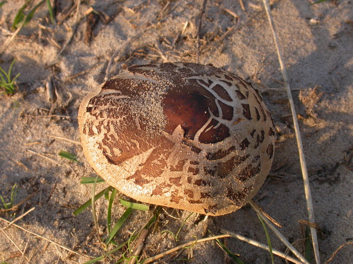 dune tiger