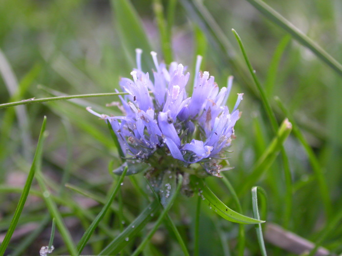 blue flower