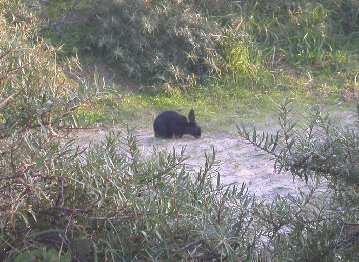 black bunny