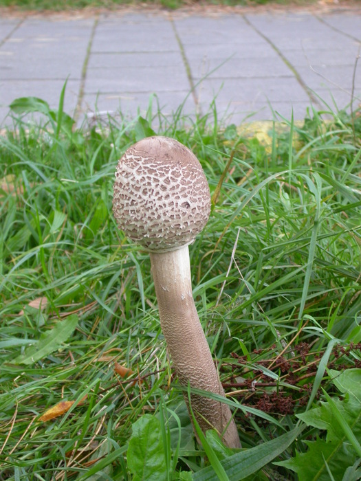 Macrolepiota procera