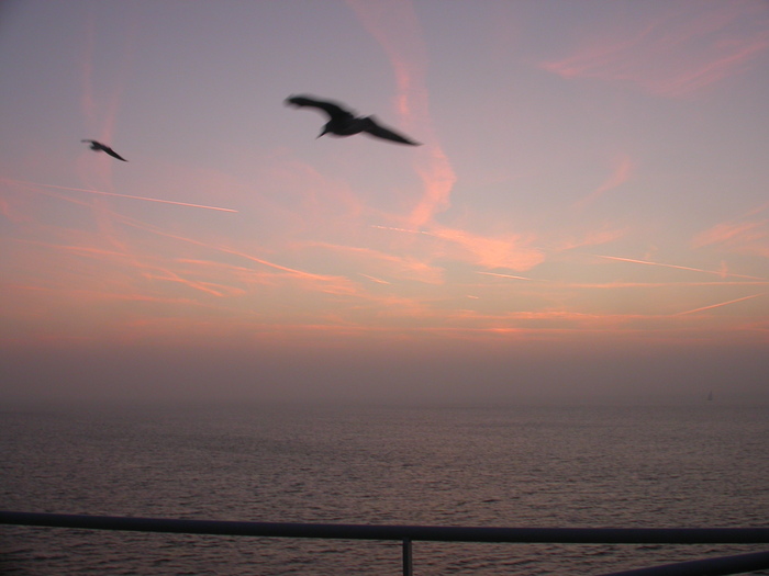 birds and sunset