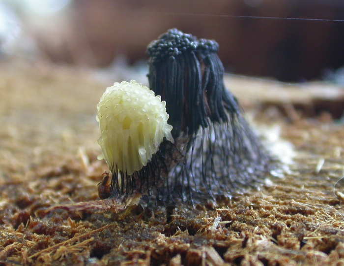 slime mold